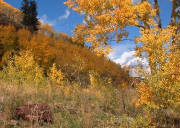 goldaspen.jpg